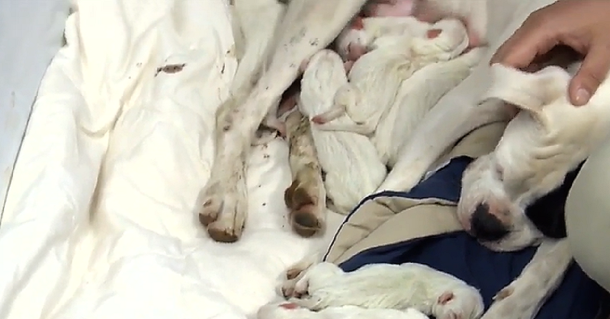 Proprietario abbandona il suo cane in strada quando stava per partorire