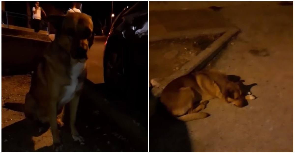 Avola, cane vive fuori dal Pronto Soccorso in attesa del proprietario