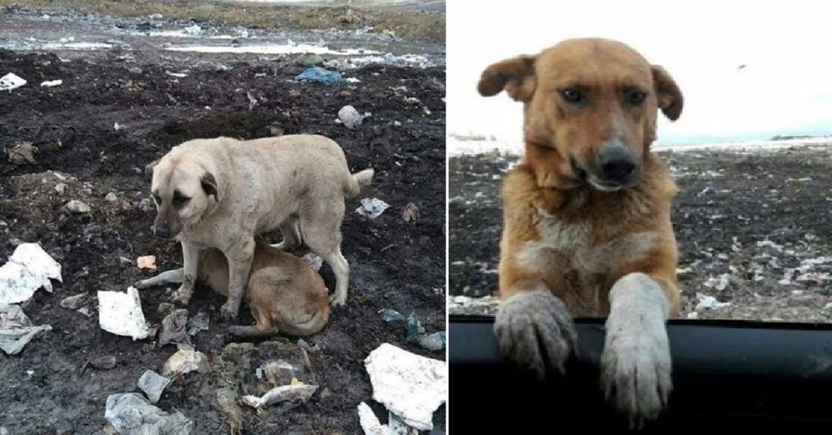 Il cane randagio che viveva nella discarica chiedeva alle persone di adottarlo