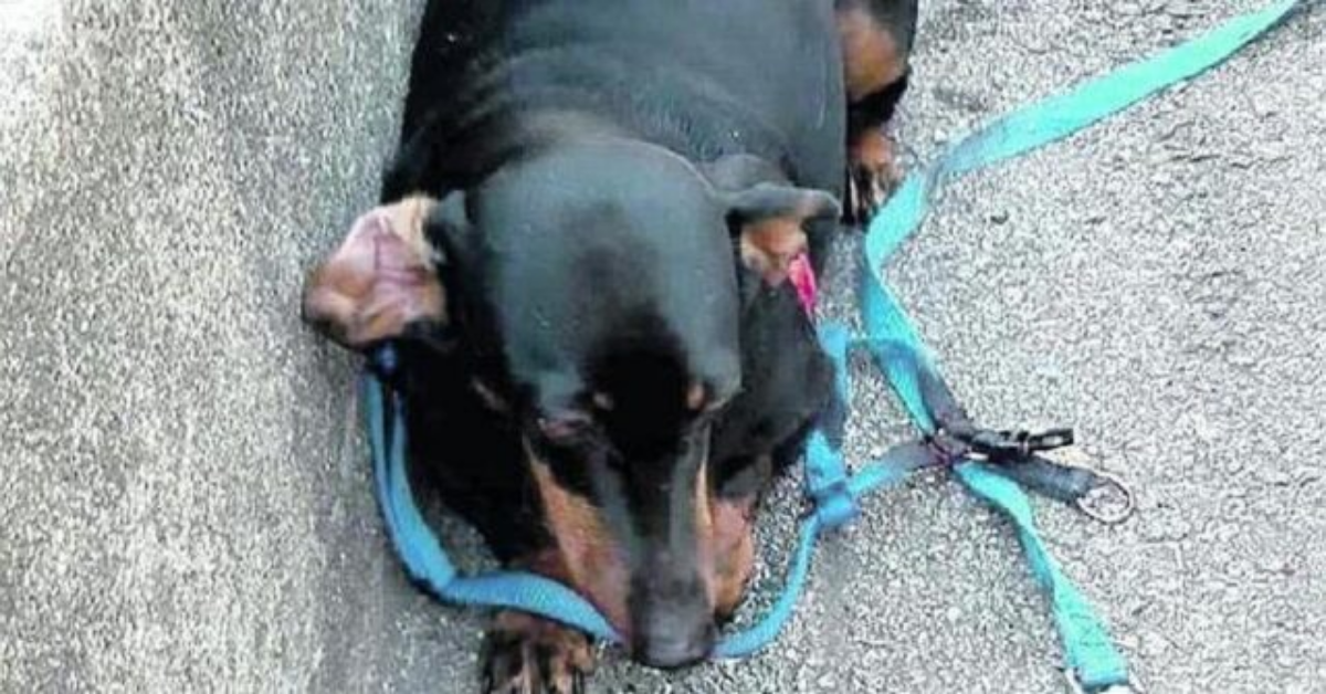 Il suo papà umano viene investito, il cane gli rimane accanto, nonostante una zampa rotta