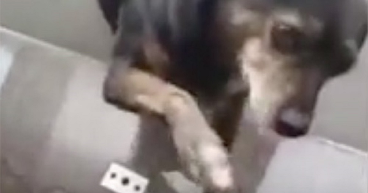 Cane ruba il cuore della rete ordinando cibo al ristorante e mostrandosi grata