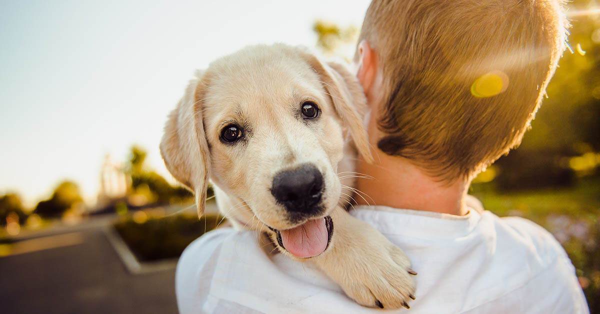 cane uomo كيف اتعامل مع كلب جديد - 8 خطوات أساسية لإحضار كلب جديد بالمنزل 2 كيف اتعامل مع كلب جديد - 8 خطوات أساسية لإحضار كلب جديد بالمنزل