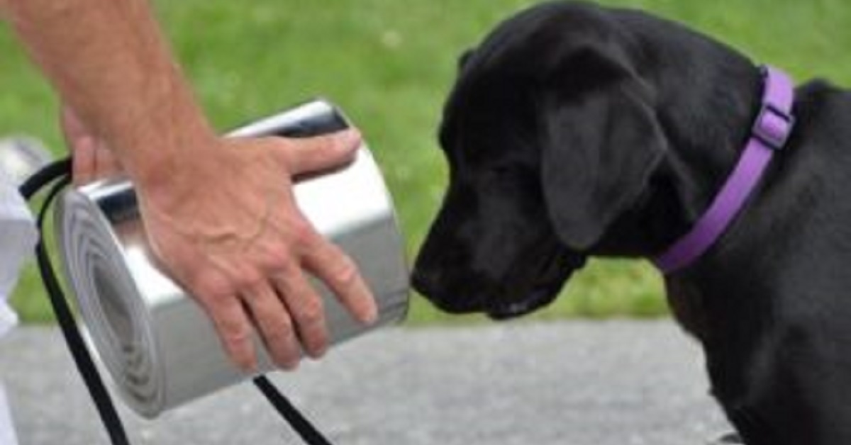 Cosa succede se un cane della CIA non vuole più annusare bombe