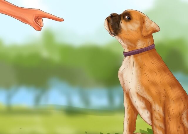 cane.mano_