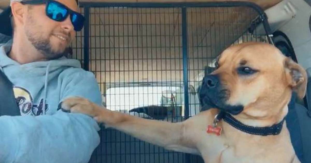 Il cane salvato non vuole lasciare la mano del suo nuovo papà