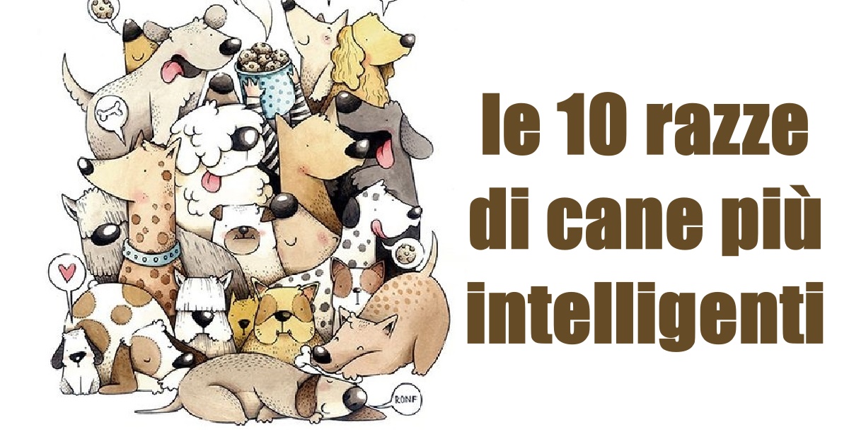 Le 10 razze di cane più intelligenti