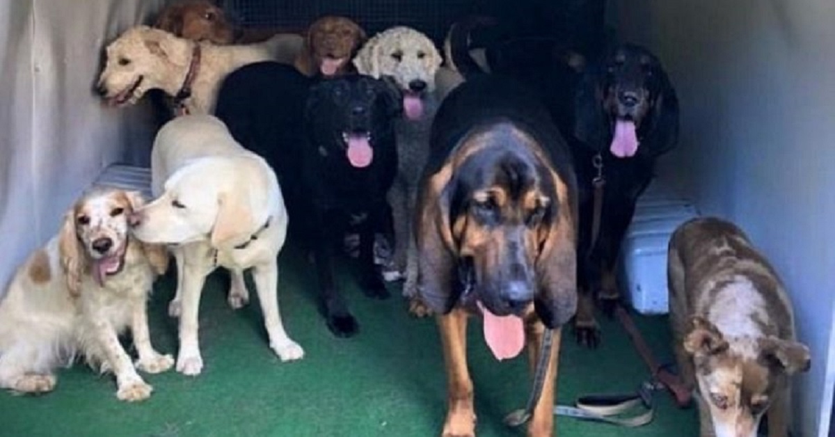 Lo scuolabus per cani che li porta nel loro asilo privato