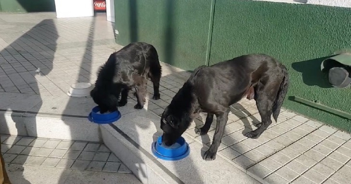 La polizia nutre e si prende cura ogni giorno dei cani randagi, perché non manchi loro nulla