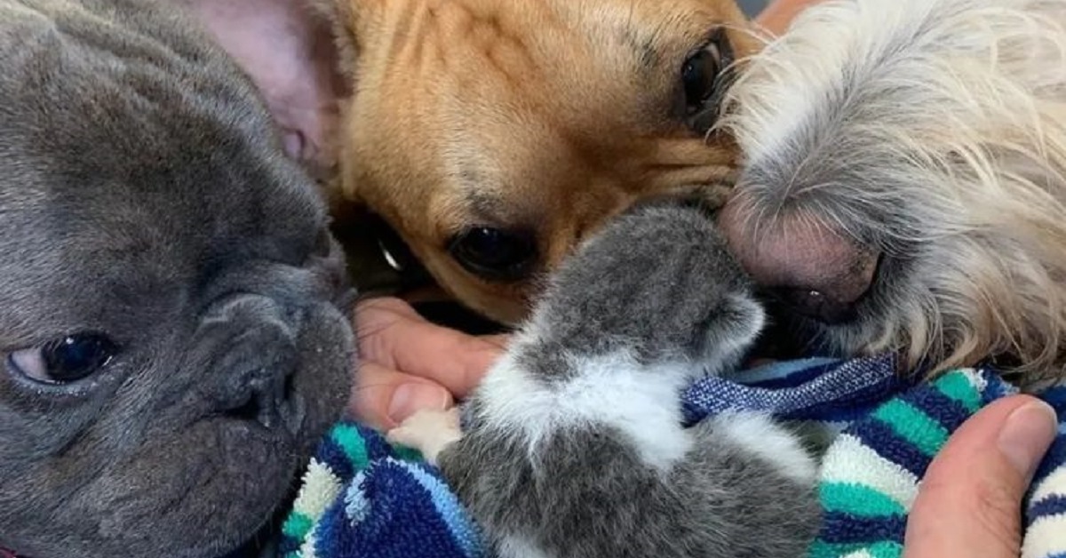 Tre cani si prendono cura di un gattino abbandonato