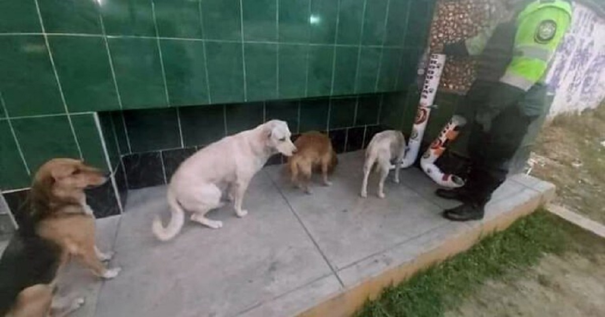 I cani randagi si mettono in fila per mangiare al distributore della polizia