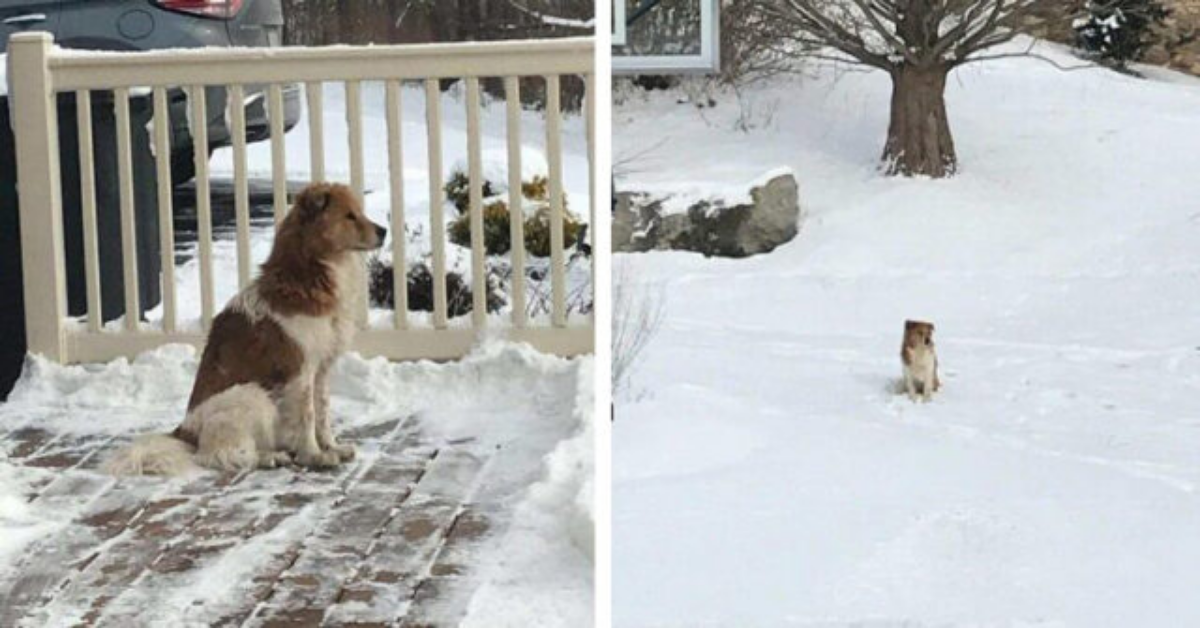 La storia di Carla, la cagnolina abbandonata che è rimasta ad aspettare la sua famiglia