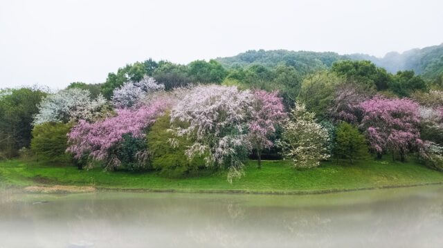 Fioritura dei ciliegi in Giappone nel 2020