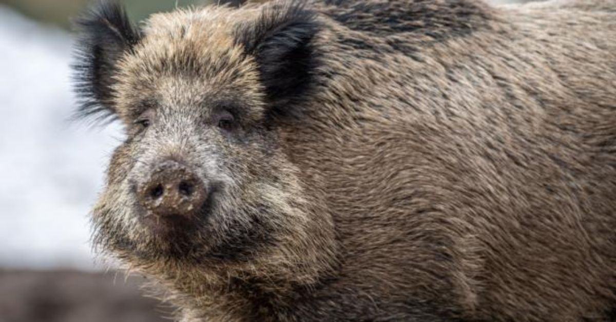 Sardegna, sotto accusa 2 persone per aver simulato un incidente con un cinghiale appena scongelato