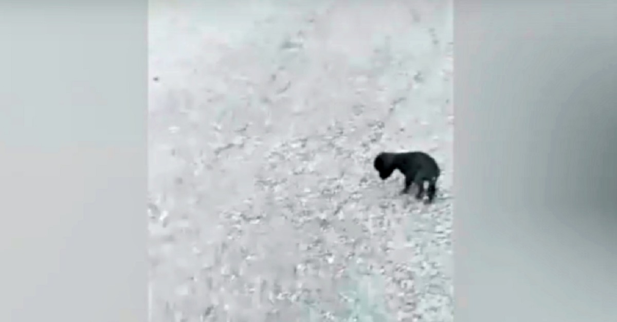 Cucciola nera cieca abbandonata per strada