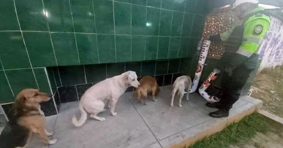 Cuccioli affamati e senza casa si mettono in fila al distributore di cibo
