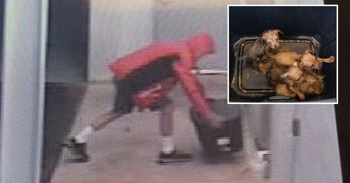 Uomo immortalato dalla telecamera mentre abbandona dei cuccioli in una scatola