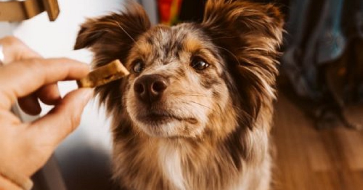 Cucciolo perde tragicamente la vita mentre giocava