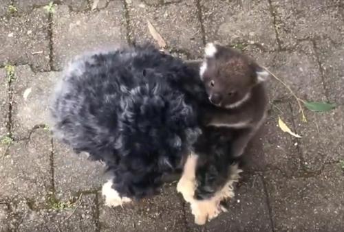 L'insolita-esperienza-di-Tony-con-il-cucciolo-di-koala 2