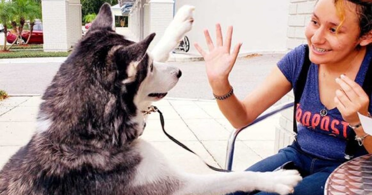 Donna sopravvissuta al cancro non si aspettava dopo due anni di rivedere il cane