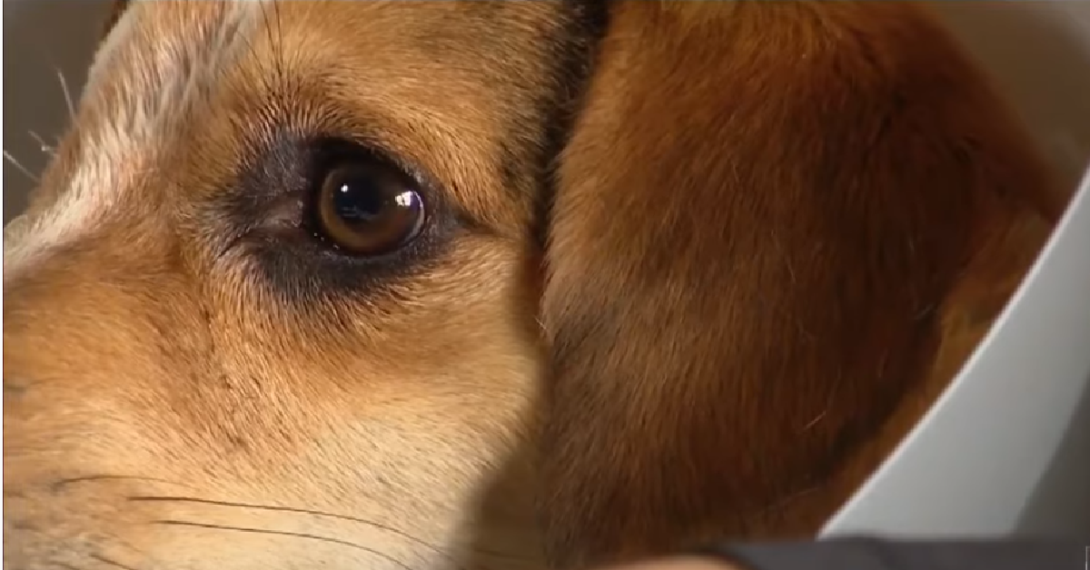 Ocho, il cagnolino aggredito da un vicino