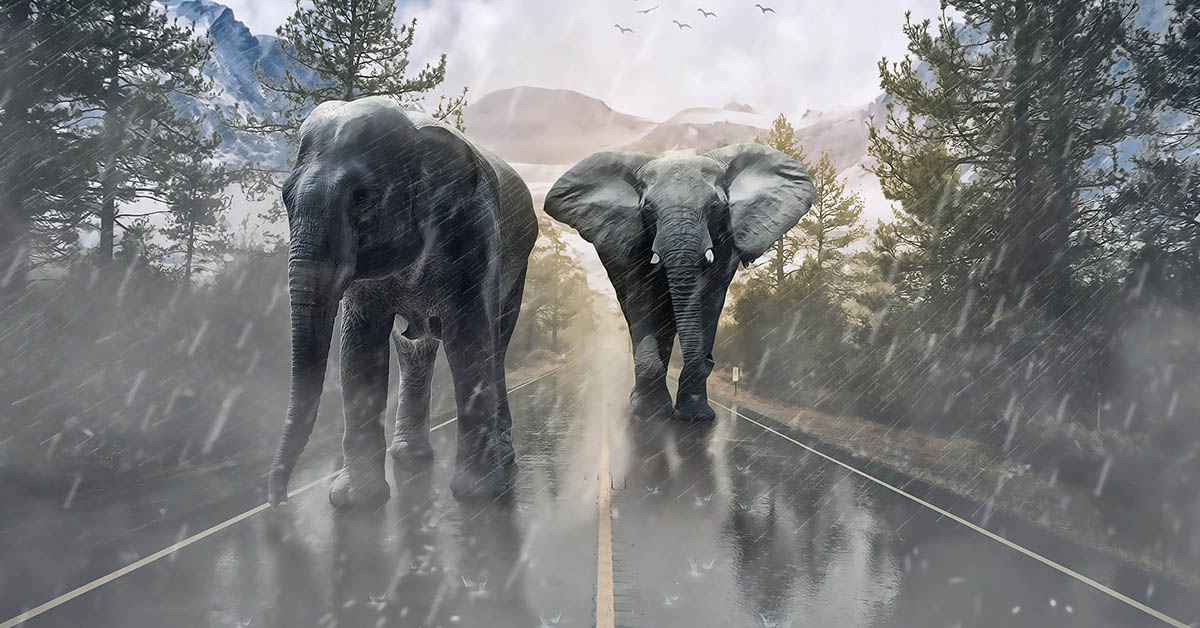 Verso la libertà: un circo senza animali