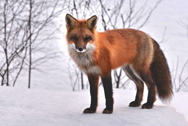 Gli animali sono pensanti: soffrono anche loro