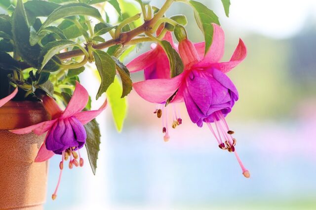 Ecco come fanno i fiori a sapere quando sbocciare