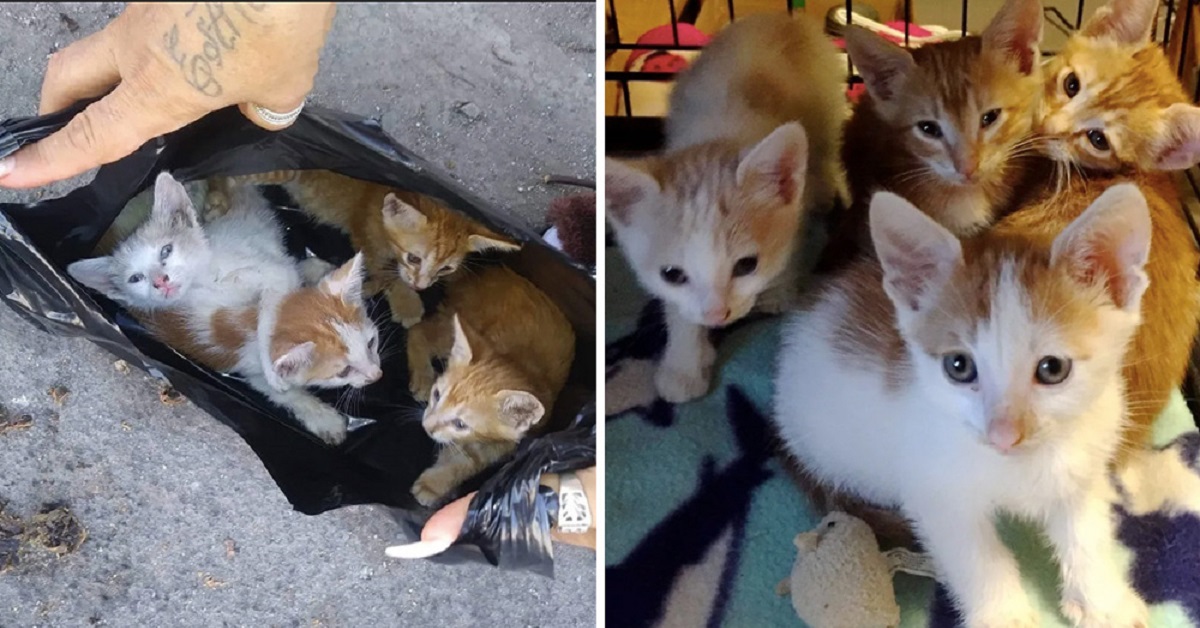 Trovano una cucciolata di gattini in una borsa