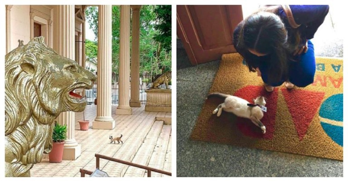 Persone si lamentano del gatto randagio all’Ordine degli Avvocati, così lo assumono
