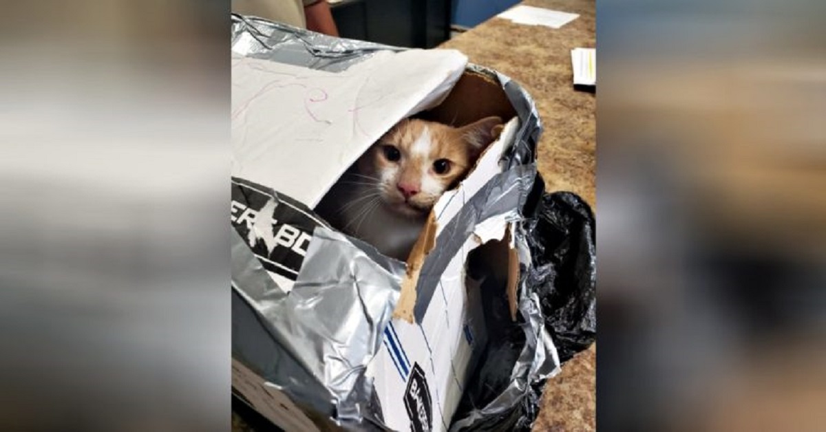Ragazzo salva un gatto dopo aver visto un uomo gettarlo da un ponte