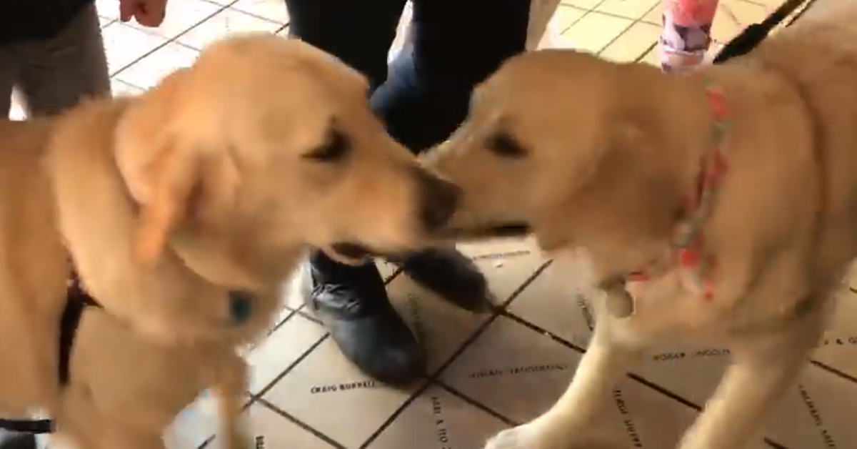 I due cani identici