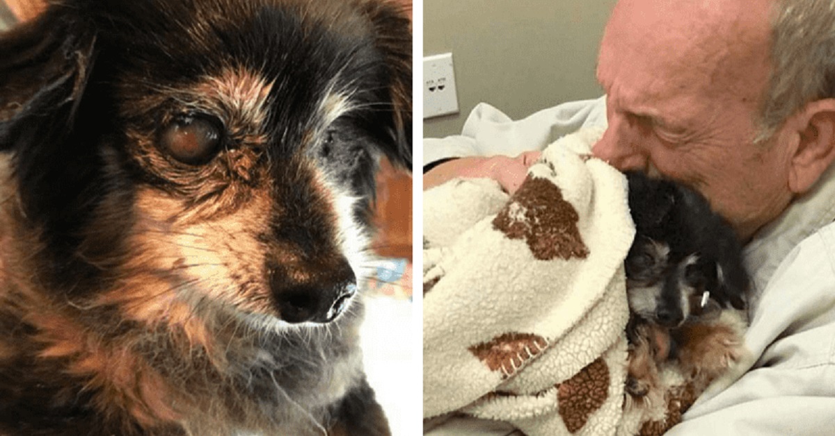 Il cane di 14 anni muore: il suo amico umano lo segue poche ore dopo