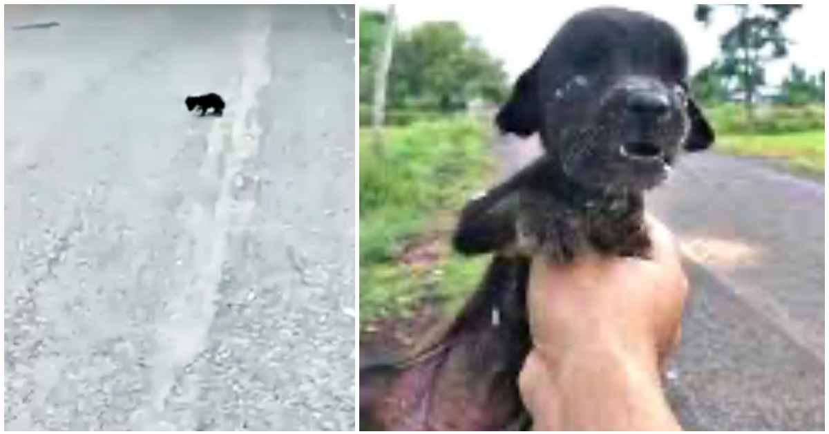 Il salvataggio della cucciola trovata sul ciglio della strada