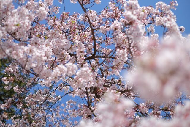 Fioritura dei ciliegi in Giappone nel 2020