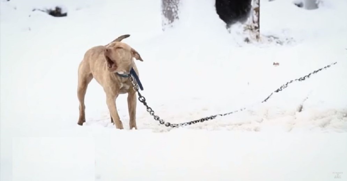 Questo cucciolo di pitbull è stato legato nella neve fino a quando un poliziotto l’ha salvato
