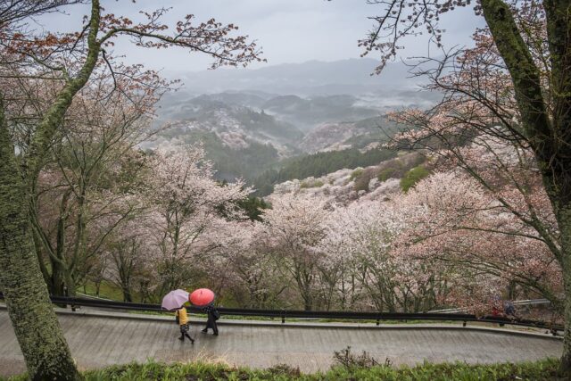 Fioritura dei ciliegi in Giappone nel 2020