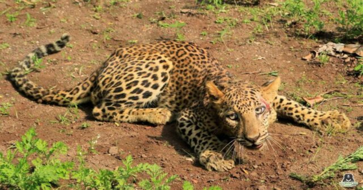 Il salvataggio di un leopardo, rimasto ferito dopo una battaglia