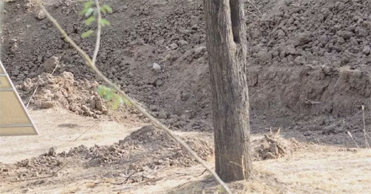 Leopardo si camuffa perfettamente nella foto e in pochi riescono a trovarlo