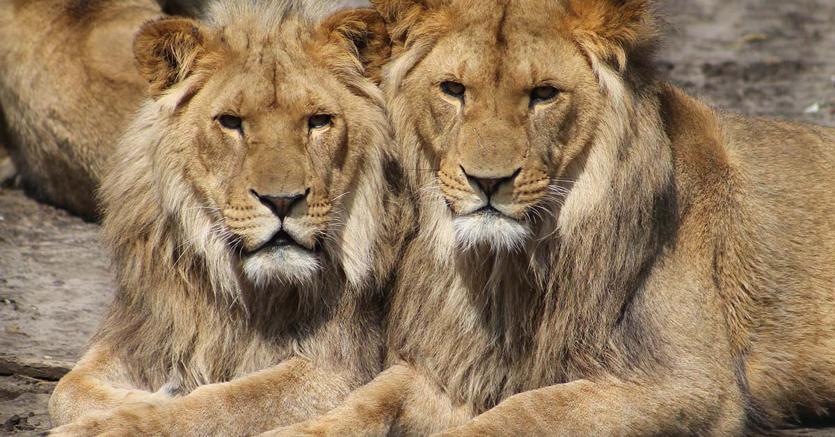 Leoni, ghepardi e rinoceronti come animali da allevamento