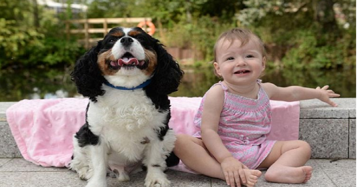 Louie, un cane intelligente