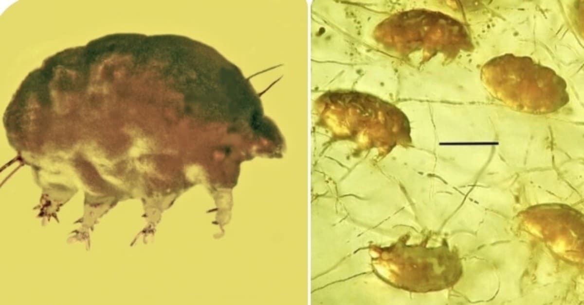 Emerso misterioso invertebrato, mai visto prima, da un blocco di ambra