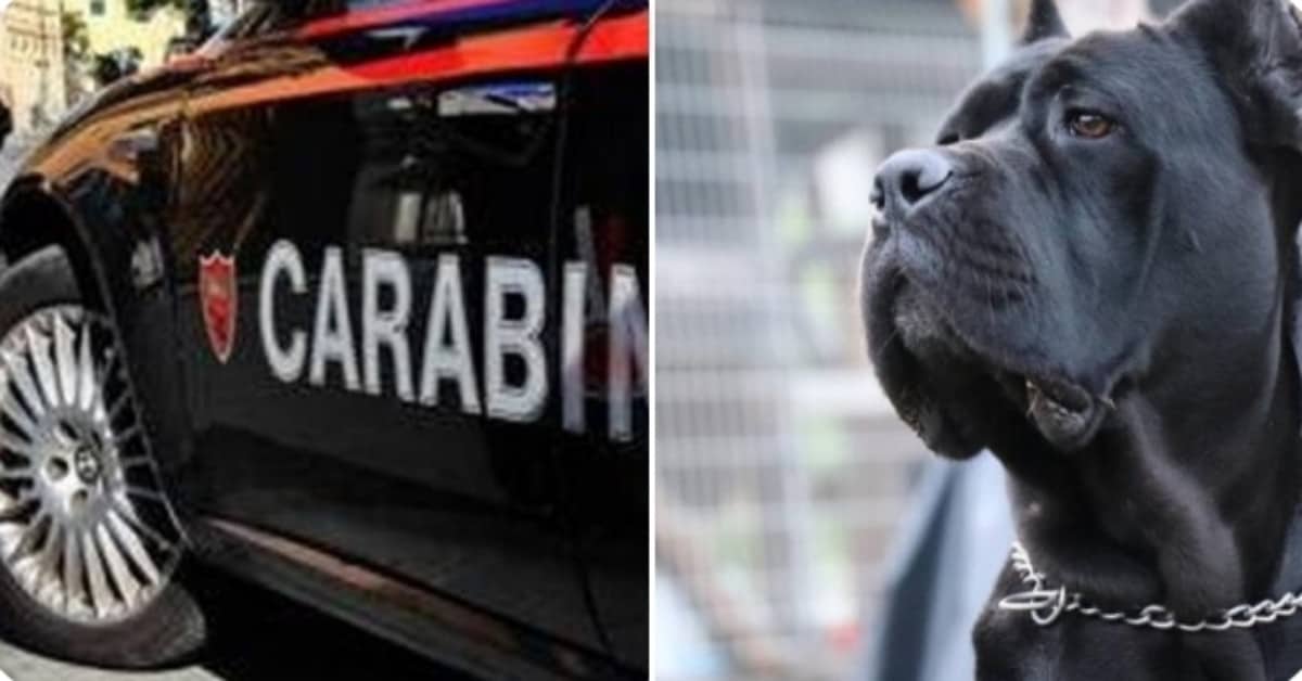 Molise, carabinieri denunciano un ragazzo, per una pratica illegale sul suo cane
