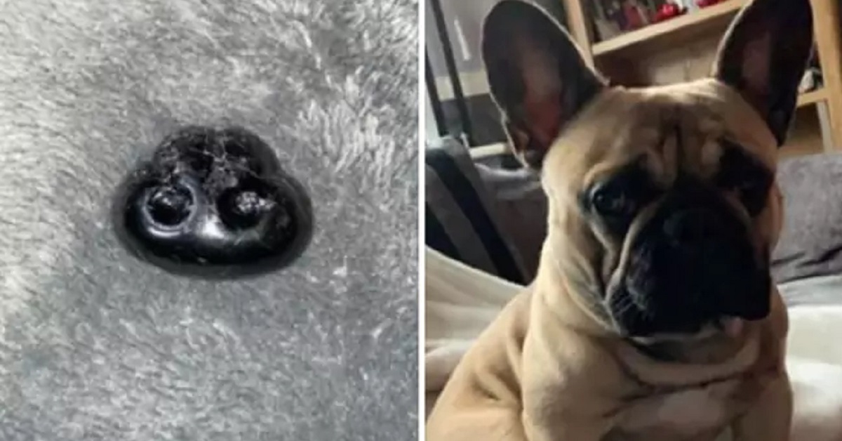Proprietario pensa che il naso del cane sia caduto