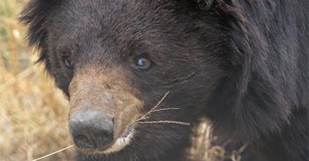 Orso bruno cieco viene salvato dopo aver vissuto 10 anni imbavagliato combattendo con i cani