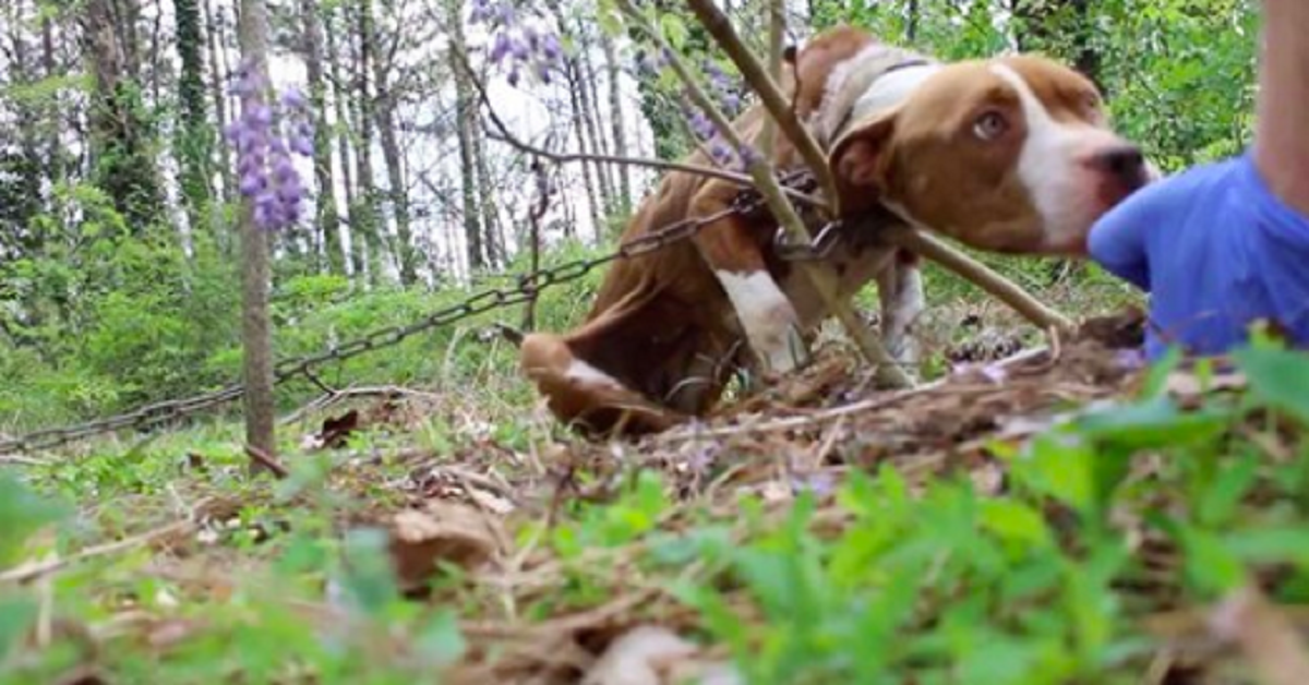 Pit Bull trovato incatenato a un albero fuori da una casa abbandonata