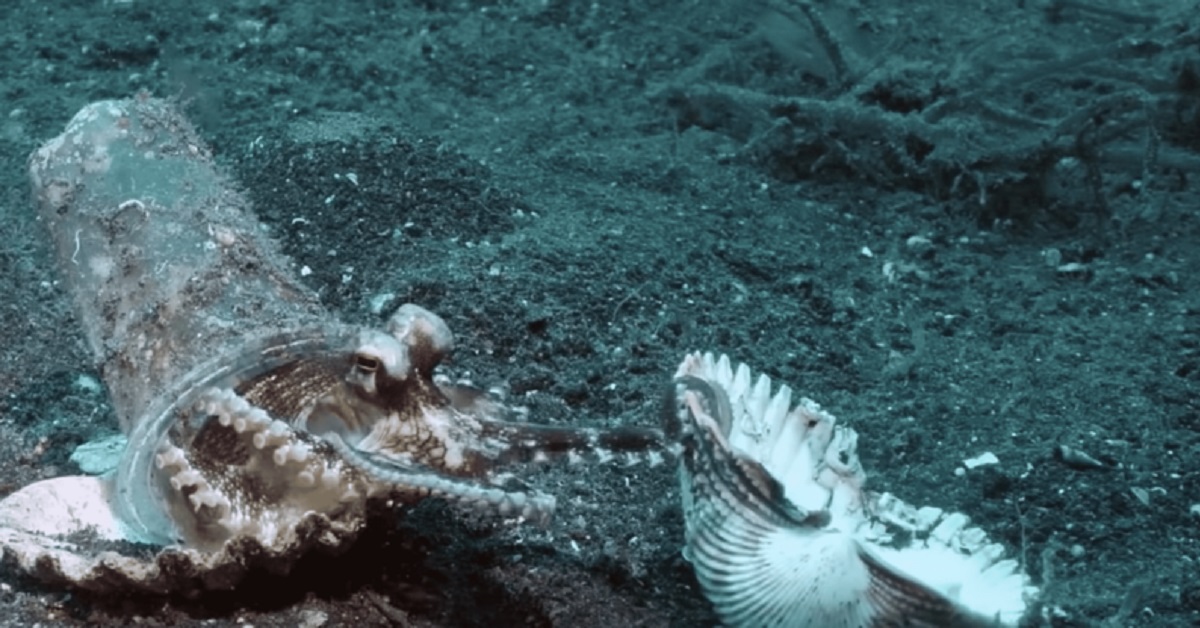 Sub convince un polpo a lasciare il bicchiere per una conchiglia