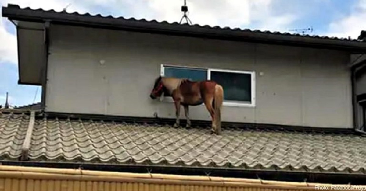 Pony sopravvissuto all’alluvione trovato vivo sul tetto