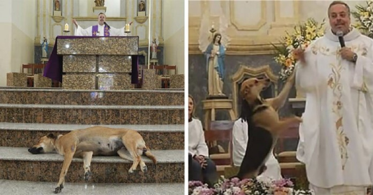 Sacerdote porta i cani randagi a Messa per trovare loro una famiglia