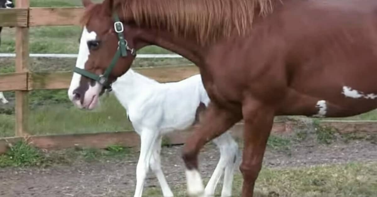 Una cavalla dà alla luce una puledra molto diversa e magica