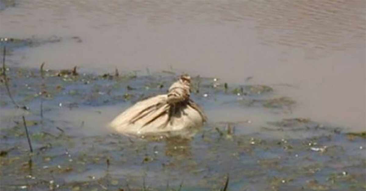 Salvano 6 cuccioli appena nati che hanno gettato in un fiume dentro un sacco